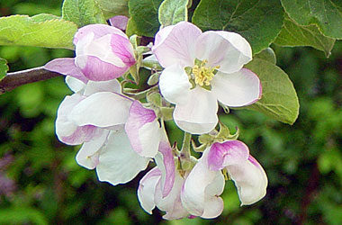 &auml;ppelblommor maj 2003
