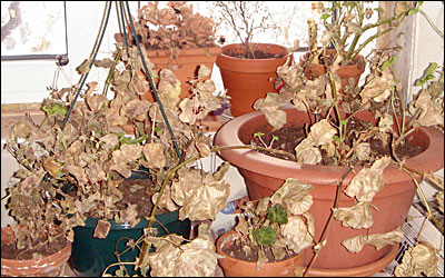pelargoner