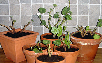 pelargoner
