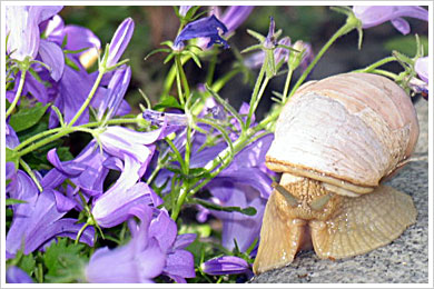 Snigel och bl&aring;klockor